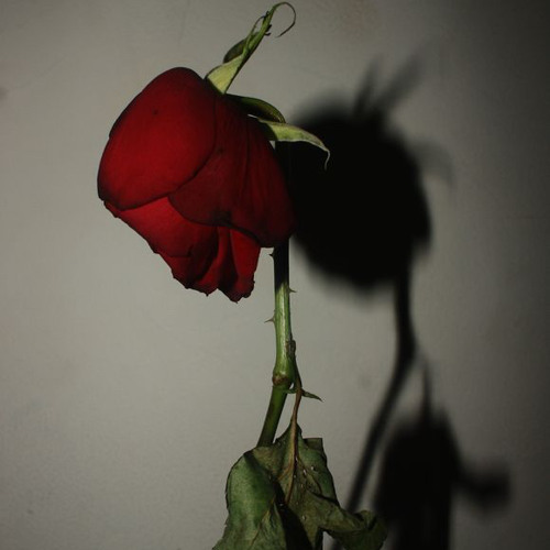 Trippy Tarantino x Whats the Deal ?? Ft MaseTheGreat