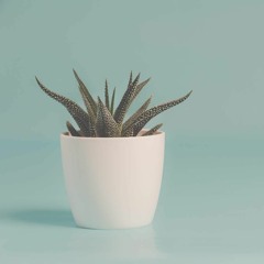 PELED - Mila (SOMEONE Remix)