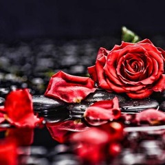 FallingRosePetals