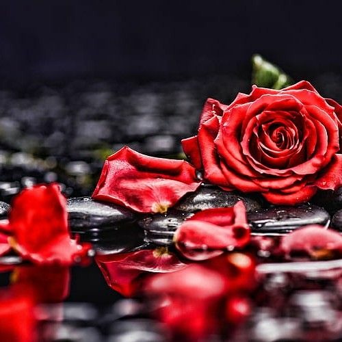 FallingRosePetals