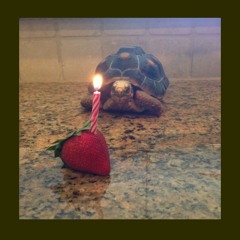 Tortoise
