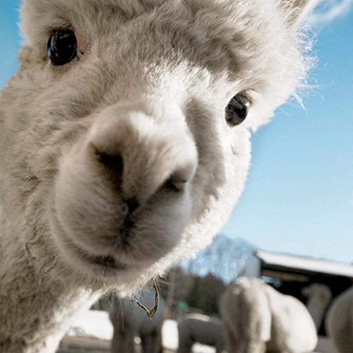 Alpaca