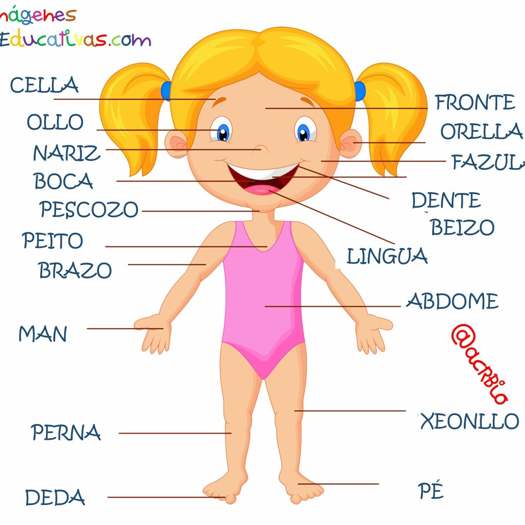 se hizo una revisión de los aspectos fundamentales de la actividad cognoscitiva y su aplicación en el estudio de la Anatomía 