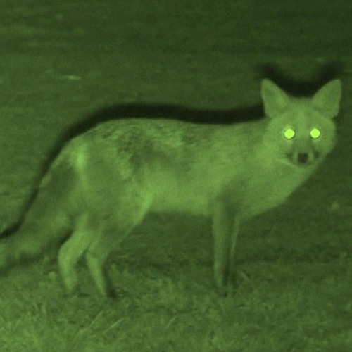 fox. @maaj @eerie @honcho @qua