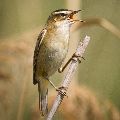 Just arrived and excited - Sedge Warbler