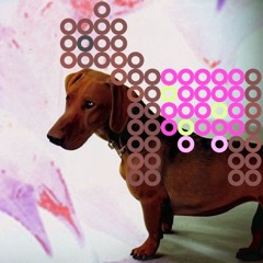 Dachshund