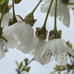 Bogdan Olewicz "Just ask me to dance".