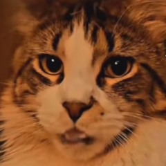 AUTOMATENFALL - Can You Touching (the cat).m4a