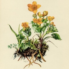 Marsh Marigold