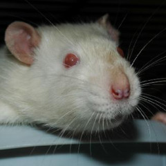 Kitsune^2 - Slaphappyville / drunk.it (HD)