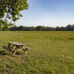 Lawn Dethatching Service