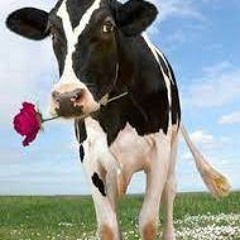 cow's romantic confession