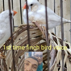 غناء انثى الزيبرا فينش لتحفيز الذكر Female zebra finch singing.mp3