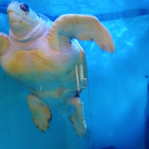 Turtle