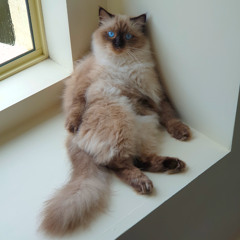 I've always wanted to go to Tajikistan, but my cat would miss me