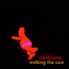 walking the cow