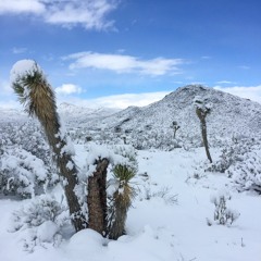 YULE WONT SURVIVE EITHER WAY