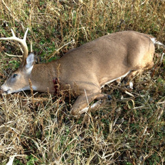 EVERY BUCK SHOT
