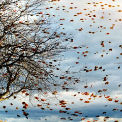 The Answer in the Wind