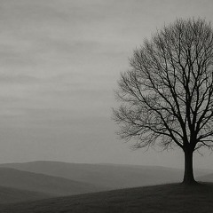 hajoso - solitude fx