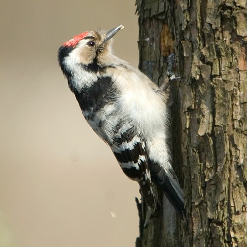 Stream Lesser Spotted Woodpecker drumming, Devon, England, 1963 by The