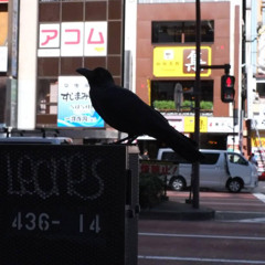 Hachi