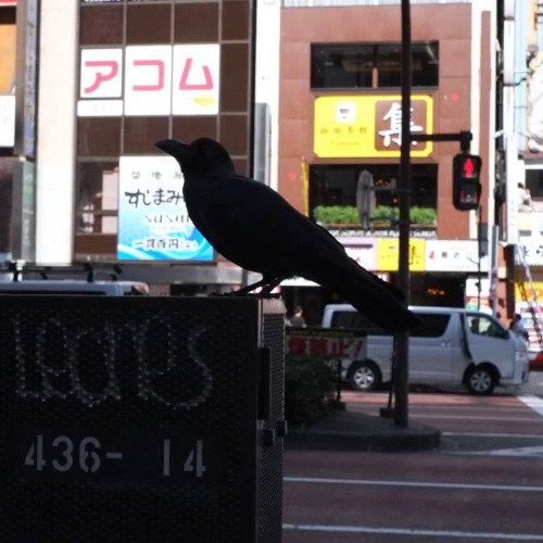Hachi