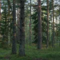 Gentle Pines