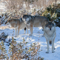 Юлия Бужилова - Колыбельная волкам