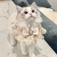 𝐋𝐢𝐥かんさい- 𝐋𝐢𝐥 𝐦𝐢𝐫𝐚𝐜𝐥𝐞🪄︎︎◝✩