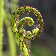 Unfurling Ferns