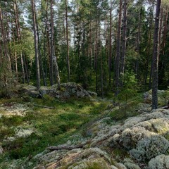 Red Deer and Small Owls in the Wolf forest