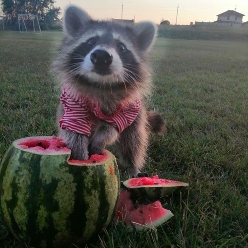 time 지각 with velpy