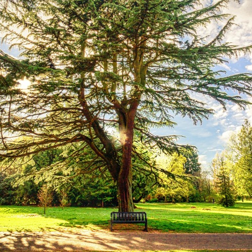 Springtime Blessings (w/ The David Roy Collective)