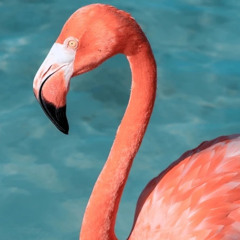 Flamingo - SHEPHRAIM