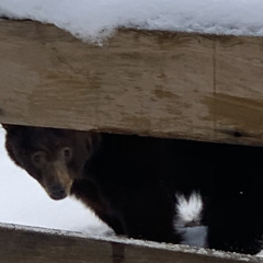 G's tomahawk_saucyminimix