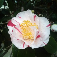 Blumen for solo violin
