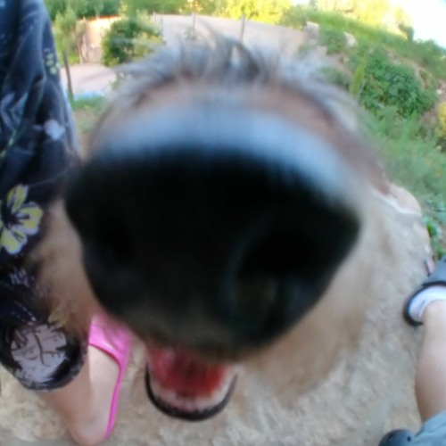 Je Descends Du Chien