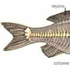 je suis le squelette du saumon