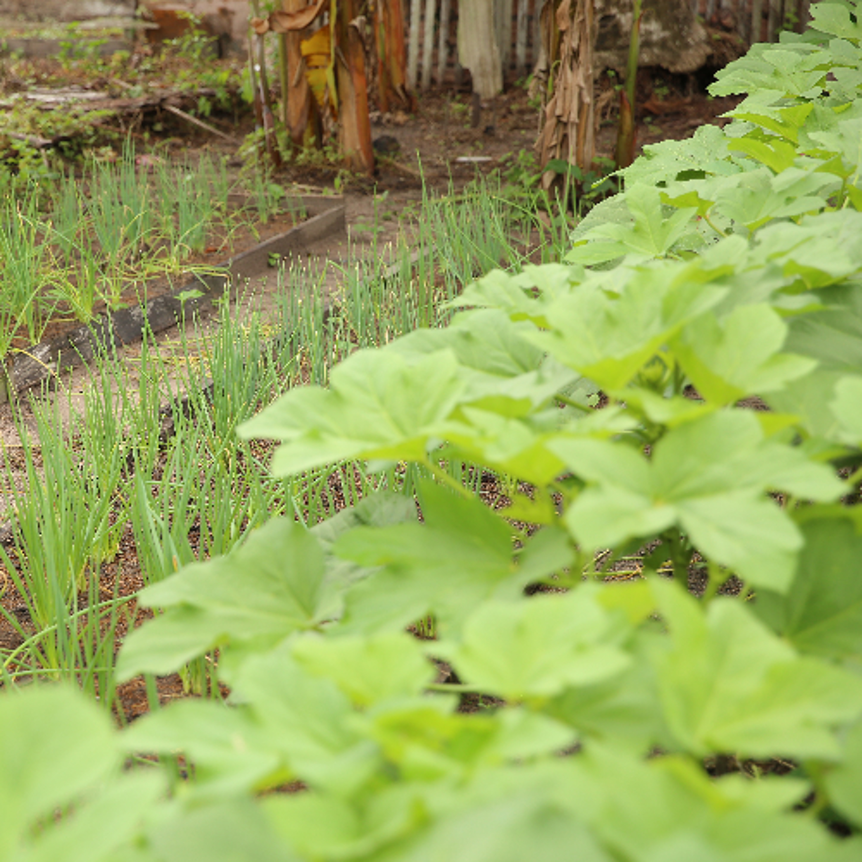 Plantas medicinais para preservação ambiental e proteção territorial são destaque no Alo comunidade