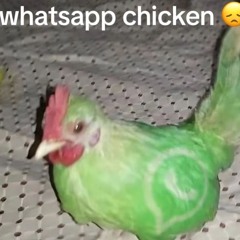 whatsapp chicken 😞