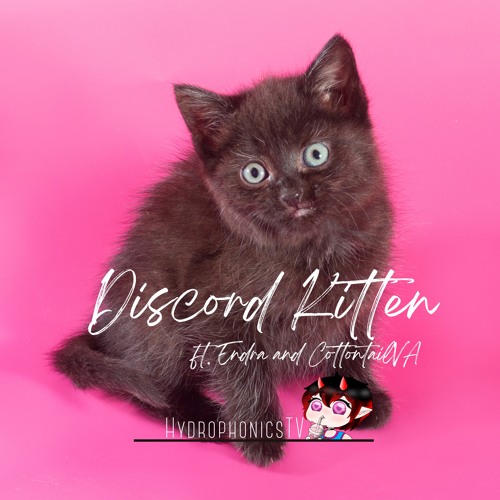 Stream Discord Kitten (Ft. Endra and CottonTailVA) by HydrophonicsTV