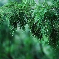 Rainy Day • Relaxing Piano Music With Soft Rain Sounds | Sleep, Study, Relax