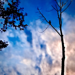 WANDERING (ft. ethan)