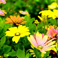 Magic Yellow Garden (new edition)