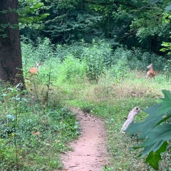 all i want (joni mitchell)