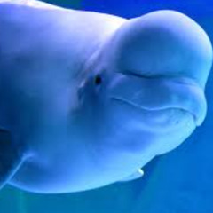 marineland