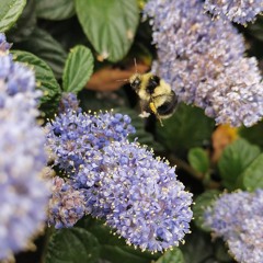 Busy Bee