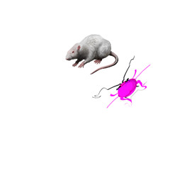 ratman (whattttido)
