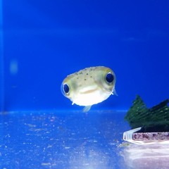 THERAPY (Feat. CREEDENCE BARLOG).m4a